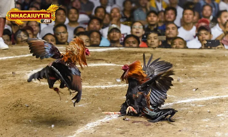 Giới thiệu chung về đá gà trực tiếp