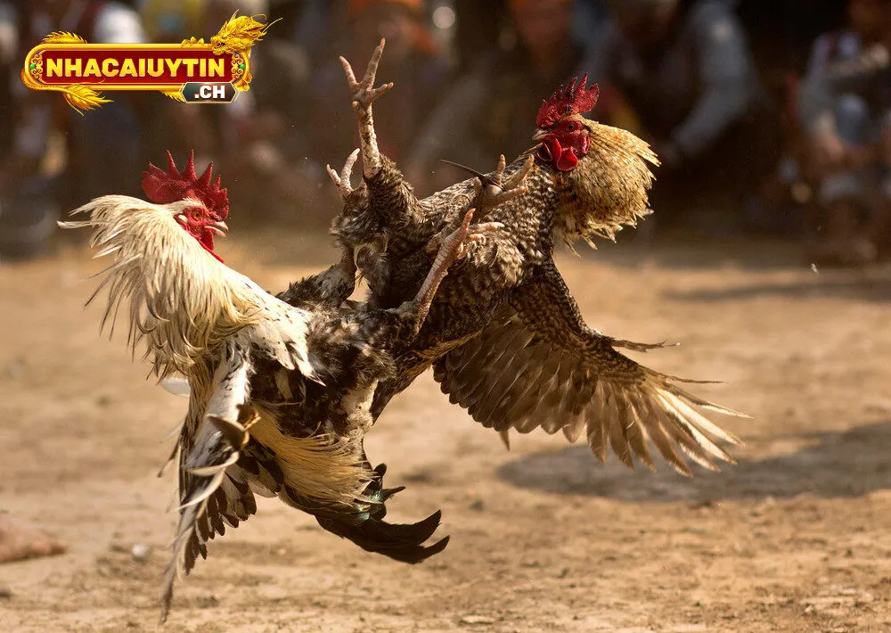 Top 10 nhà cái đá gà trực tiếp uy tín nhất